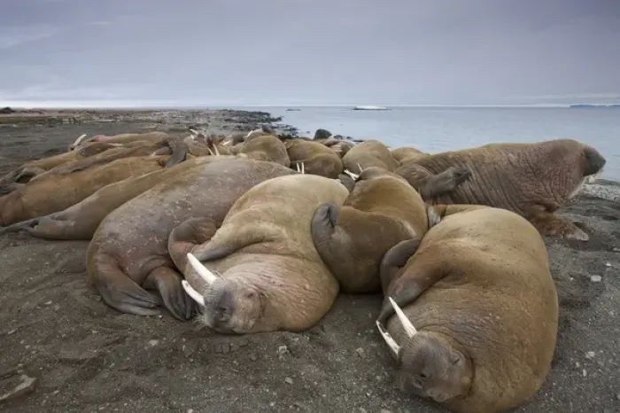 Framed Print : Norway, Svalbard, Nordaustlandet, Walrus (Odobenus rosmarus) resting on gravel beach