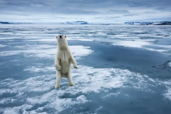 Framed Print : Norway, Svalbard, Nordaustlandet, Curious Polar Bear (Ursus maritimus) standing upright Framed Print : Norway, Svalbard, Nordaustlandet, Curious Polar Bear (Ursus maritimus) standing upright