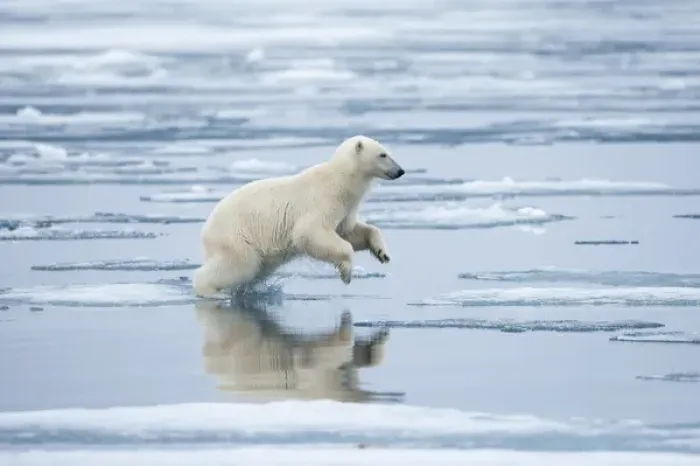Framed Print : Norway, Svalbard, Nordaustlandet, Polar Bear (Ursus maritimus) leaping across pools Framed Print : Norway, Svalbard, Nordaustlandet, Polar Bear (Ursus maritimus) leaping across pools