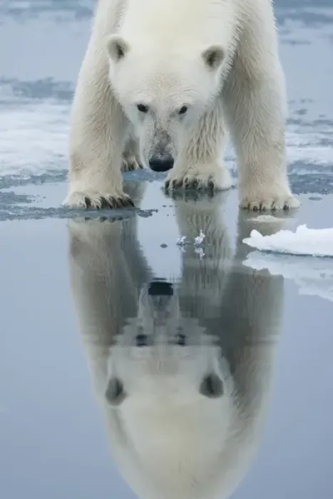 Framed Print : Norway, Svalbard, Nordaustlandet, Polar Bear (Ursus maritimus) reflected in meltwater