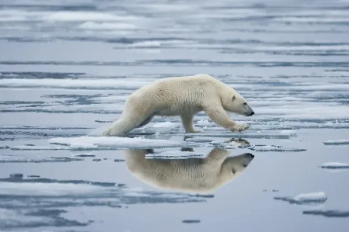 Framed Print : Norway, Svalbard, Nordaustlandet, Polar Bear (Ursus maritimus) leaping across pools Framed Print : Norway, Svalbard, Nordaustlandet, Polar Bear (Ursus maritimus) leaping across pools
