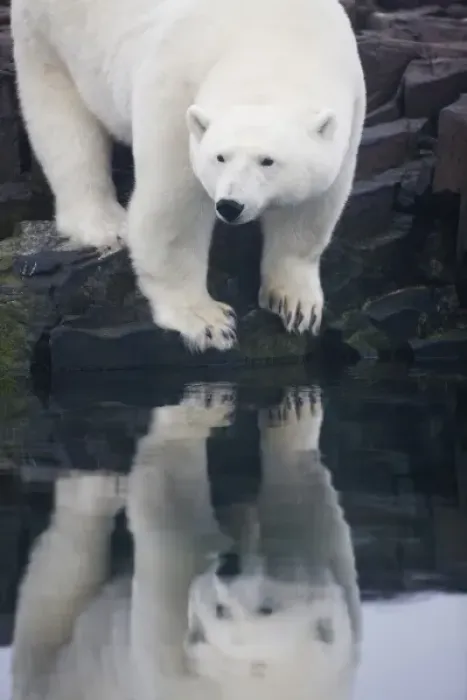Framed Print : Norway, Svalbard, Nordaustlandet, Polar Bear (Ursus maritimus) reflected in still Framed Print : Norway, Svalbard, Nordaustlandet, Polar Bear (Ursus maritimus) reflected in still