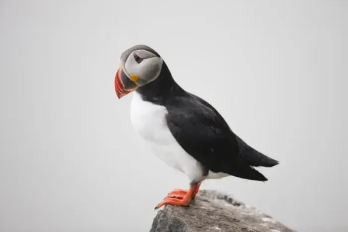Framed Print : Norway, Svalbard, Nordaustlandet, Atlantic Puffin (Fratercula arctica) standing Framed Print : Norway, Svalbard, Nordaustlandet, Atlantic Puffin (Fratercula arctica) standing