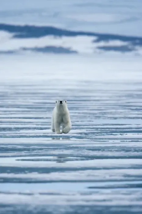 Framed Print : Norway, Svalbard, Nordaustlandet, Polar Bear (Ursus maritimus) walking on fjord ice Framed Print : Norway, Svalbard, Nordaustlandet, Polar Bear (Ursus maritimus) walking on fjord ice