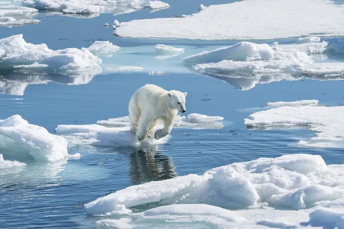 Framed Print : Norway, Svalbard. Polar bear cub jumping across water on pack ice. ©Don Grall  /  Jaynes Gallery  /  DanitaDelimont.com