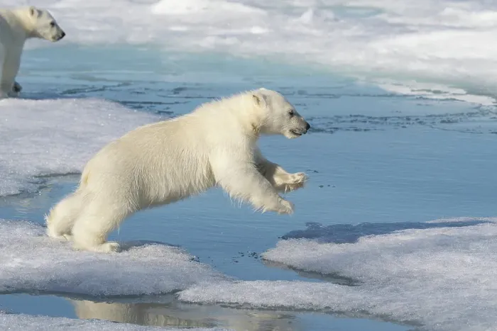 Framed Print : Norway, Svalbard. Polar bear cub jumping across water on pack ice. ©Don Grall / Jaynes Gallery / DanitaDelimont.com Framed Print : Norway, Svalbard. Polar bear cub jumping across water on pack ice. ©Don Grall / Jaynes Gallery / DanitaDelimont.com