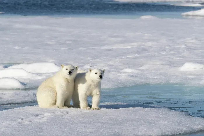 Framed Print : Norway, Svalbard. Polar bear cubs on pack ice. ©Don Grall / Jaynes Gallery / DanitaDelimont.com Framed Print : Norway, Svalbard. Polar bear cubs on pack ice. ©Don Grall / Jaynes Gallery / DanitaDelimont.com