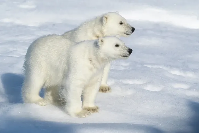 Framed Print : Norway, Svalbard. Polar bear cubs on pack ice. ©Don Grall / Jaynes Gallery / DanitaDelimont.com Framed Print : Norway, Svalbard. Polar bear cubs on pack ice. ©Don Grall / Jaynes Gallery / DanitaDelimont.com