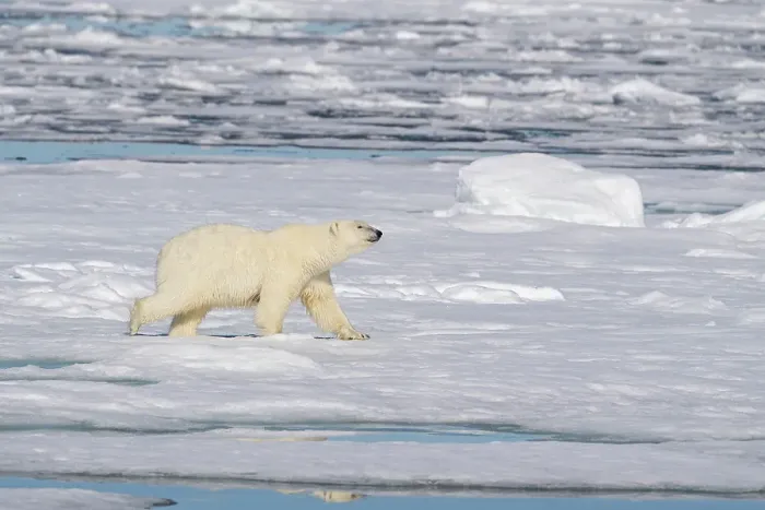Framed Print : Norway, Svalbard. Polar bear on ice floe in Arctic Ocean. ©Don Grall  /  Jaynes Gallery  /  DanitaDelimont.com