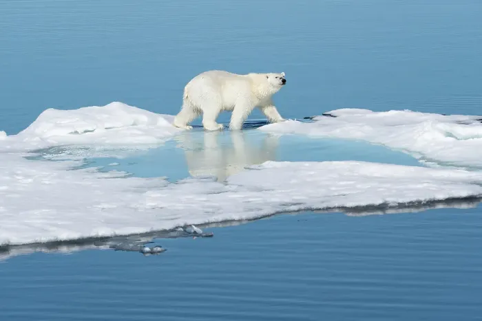 Framed Print : Norway, Svalbard. Polar bear on ice floe in Arctic Ocean. ©Don Grall / Jaynes Gallery / DanitaDelimont.com Framed Print : Norway, Svalbard. Polar bear on ice floe in Arctic Ocean. ©Don Grall / Jaynes Gallery / DanitaDelimont.com