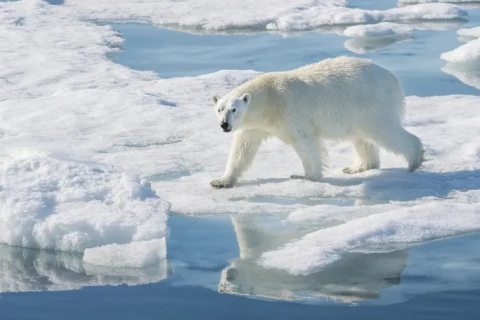 Framed Print : Norway, Svalbard. Polar bear on ice floe in Arctic Ocean. ©Don Grall / Jaynes Gallery / DanitaDelimont.com Framed Print : Norway, Svalbard. Polar bear on ice floe in Arctic Ocean. ©Don Grall / Jaynes Gallery / DanitaDelimont.com