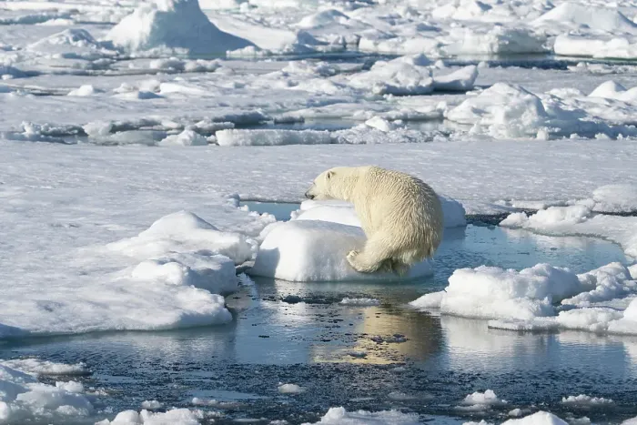 Framed Print : Norway, Svalbard. Polar bear jumping across water in Arctic Ocean. ©Don Grall / Jaynes Gallery / DanitaDelimont.com Framed Print : Norway, Svalbard. Polar bear jumping across water in Arctic Ocean. ©Don Grall / Jaynes Gallery / DanitaDelimont.com