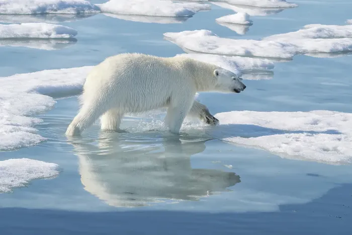 Framed Print : Norway, Svalbard. Polar bear male on ice floe. ©Don Grall / Jaynes Gallery / DanitaDelimont.com Framed Print : Norway, Svalbard. Polar bear male on ice floe. ©Don Grall / Jaynes Gallery / DanitaDelimont.com