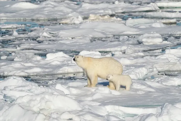 Framed Print : Norway, Svalbard. Polar bear mother and cub on pack ice in Arctic Ocean. ©Don Grall  /  Jaynes Gallery  /  DanitaDelimont.com