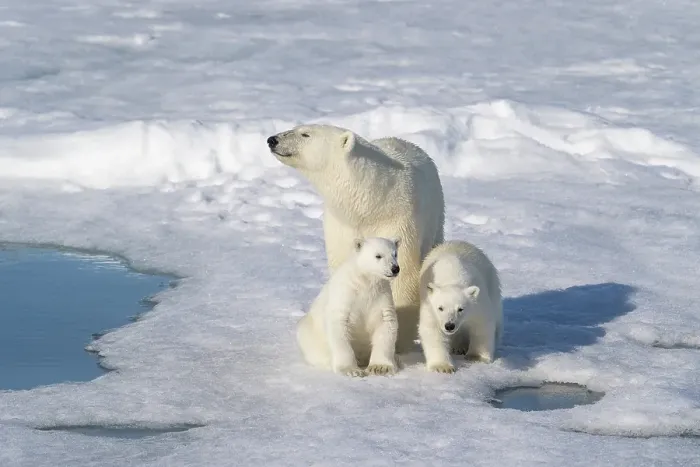 Framed Print : Norway, Svalbard. Polar bear mother and cubs on pack ice in Arctic Ocean. ©Don Grall / Jaynes Gallery / DanitaDelimont.com Framed Print : Norway, Svalbard. Polar bear mother and cubs on pack ice in Arctic Ocean. ©Don Grall / Jaynes Gallery / DanitaDelimont.com