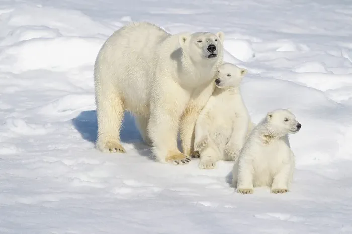 Framed Print : Norway, Svalbard. Polar bear mother and cubs on pack ice in Arctic Ocean. ©Don Grall  /  Jaynes Gallery  /  DanitaDelimont.com