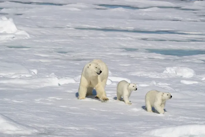 Framed Print : Norway, Svalbard. Polar bear mother and cubs on pack ice in Arctic Ocean. ©Don Grall  /  Jaynes Gallery  /  DanitaDelimont.com