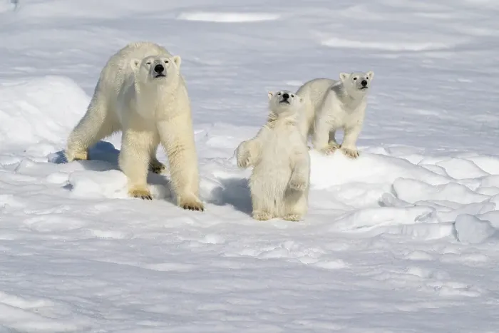 Framed Print : Norway, Svalbard. Polar bear mother and cubs on pack ice in Arctic Ocean. ©Don Grall / Jaynes Gallery / DanitaDelimont.com Framed Print : Norway, Svalbard. Polar bear mother and cubs on pack ice in Arctic Ocean. ©Don Grall / Jaynes Gallery / DanitaDelimont.com