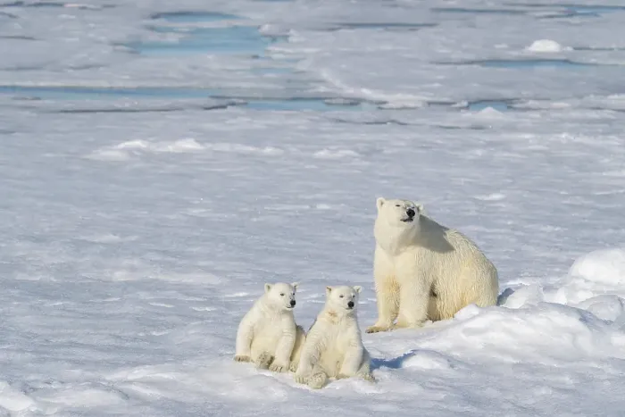 Framed Print : Norway, Svalbard. Polar bear mother and cubs on pack ice in Arctic Ocean. ©Don Grall / Jaynes Gallery / DanitaDelimont.com Framed Print : Norway, Svalbard. Polar bear mother and cubs on pack ice in Arctic Ocean. ©Don Grall / Jaynes Gallery / DanitaDelimont.com
