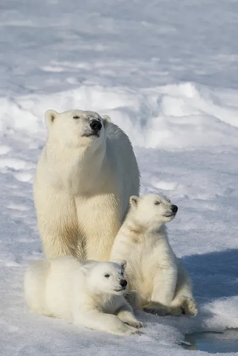 Framed Print : Norway, Svalbard. Polar bear mother and cubs on pack ice in Arctic Ocean. ©Don Grall  /  Jaynes Gallery  /  DanitaDelimont.com