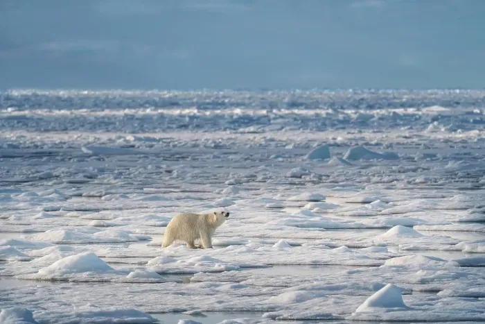 Framed Print : Norway, Svalbard. Polar bear on pack ice at sunrise. ©Don Grall  /  Jaynes Gallery  /  DanitaDelimont.com