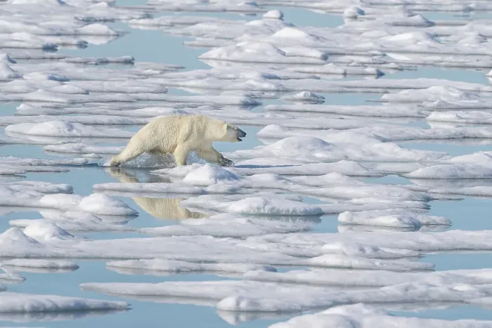 Framed Print : Norway, Svalbard. Polar bear sow aggressively approaches male with seal kill. ©Don Grall / Jaynes Gallery / DanitaDelimont.com Framed Print : Norway, Svalbard. Polar bear sow aggressively approaches male with seal kill. ©Don Grall / Jaynes Gallery / DanitaDelimont.com