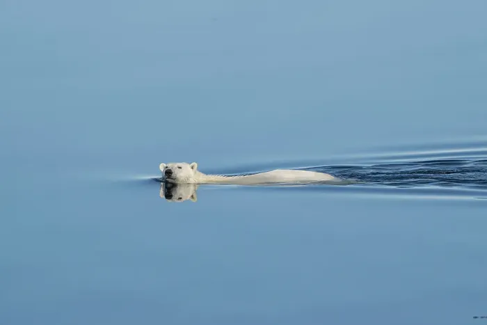 Framed Print : Norway, Svalbard. Polar bear swimming in Arctic Ocean. ©Don Grall / Jaynes Gallery / DanitaDelimont.com Framed Print : Norway, Svalbard. Polar bear swimming in Arctic Ocean. ©Don Grall / Jaynes Gallery / DanitaDelimont.com