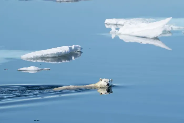 Framed Print : Norway, Svalbard. Polar bear swimming between ice floes in Arctic Ocean. ©Don Grall  /  Jaynes Gallery  /  DanitaDelimont.com