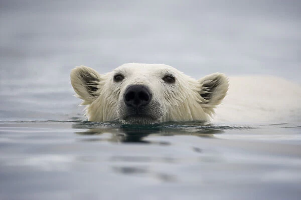 Norway, Svalbard, Polar Bear (Ursus maritimus) swimming near Half Moon Island