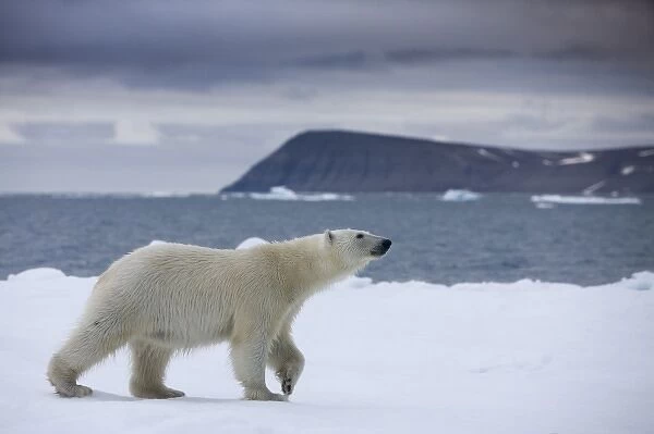 Norway, Svalbard, Polar Bear (Ursus maritimus) walking on iceberg near Half Moon