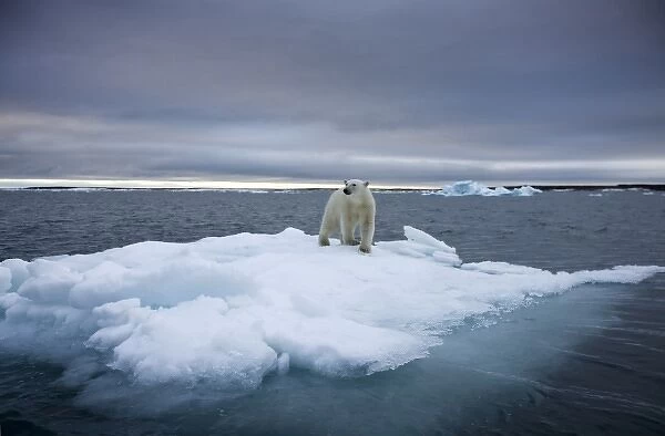 Norway, Svalbard, Polar Bear (Ursus maritimus) standing on iceberg after swimming