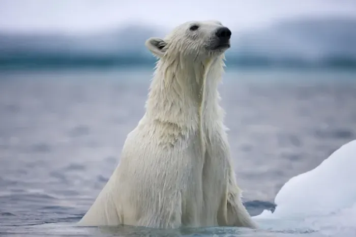 Framed Print : Norway, Svalbard, Polar Bear (Ursus maritimus) climbs onto iceberg while swimming