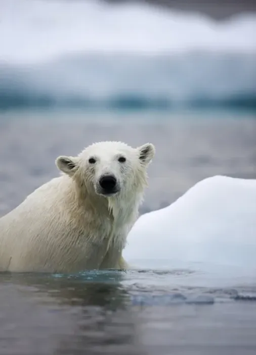 Framed Print : Norway, Svalbard, Polar Bear (Ursus maritimus) climbs onto iceberg while swimming Framed Print : Norway, Svalbard, Polar Bear (Ursus maritimus) climbs onto iceberg while swimming