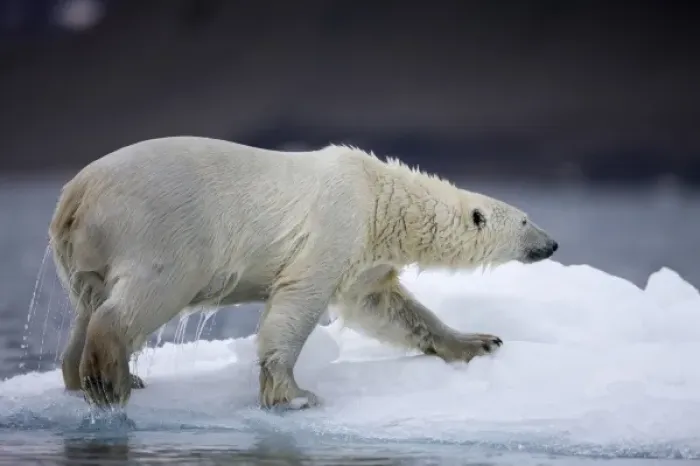 Framed Print : Norway, Svalbard, Polar Bear (Ursus maritimus) climbs onto iceberg while swimming Framed Print : Norway, Svalbard, Polar Bear (Ursus maritimus) climbs onto iceberg while swimming