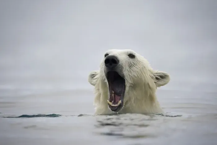Framed Print : Norway, Svalbard, Polar Bear (Ursus maritimus) opens mouth and displays teeth while