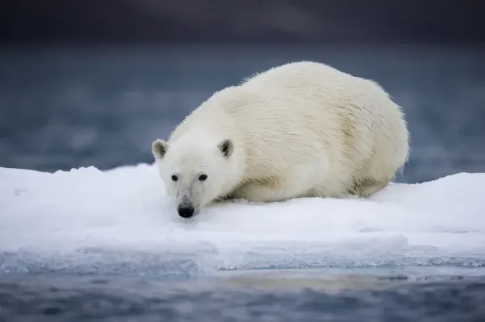 Framed Print : Norway, Svalbard, Polar Bear (Ursus maritimus) resting on iceberg after swimming Framed Print : Norway, Svalbard, Polar Bear (Ursus maritimus) resting on iceberg after swimming