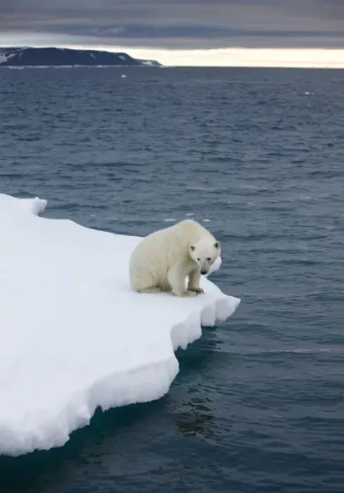 Framed Print : Norway, Svalbard, Polar Bear (Ursus maritimus) sitting on melting iceberg near Half Framed Print : Norway, Svalbard, Polar Bear (Ursus maritimus) sitting on melting iceberg near Half