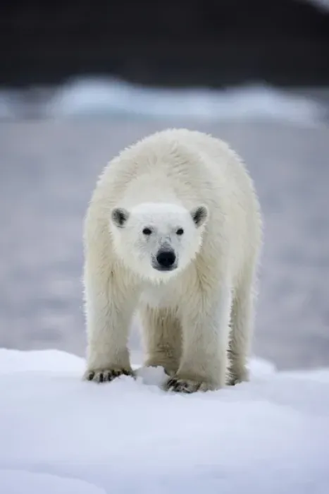 Framed Print : Norway, Svalbard, Polar Bear (Ursus maritimus) standing on iceberg near Half Moon