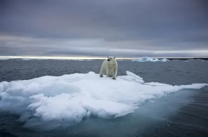 Framed Print : Norway, Svalbard, Polar Bear (Ursus maritimus) standing on iceberg after swimming
