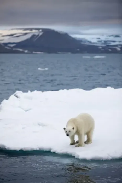 Framed Print : Norway, Svalbard, Polar Bear (Ursus maritimus) standing on melting iceberg near Half Framed Print : Norway, Svalbard, Polar Bear (Ursus maritimus) standing on melting iceberg near Half