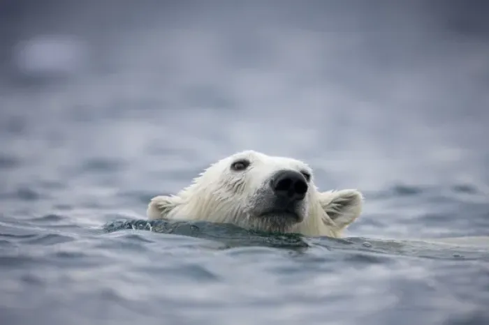 Framed Print : Norway, Svalbard, Polar Bear (Ursus maritimus) swimming near Half Moon Island