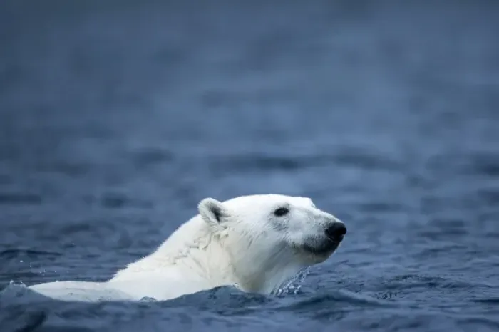 Framed Print : Norway, Svalbard, Polar Bear (Ursus maritimus) swimming in sea near Phippsoya Island