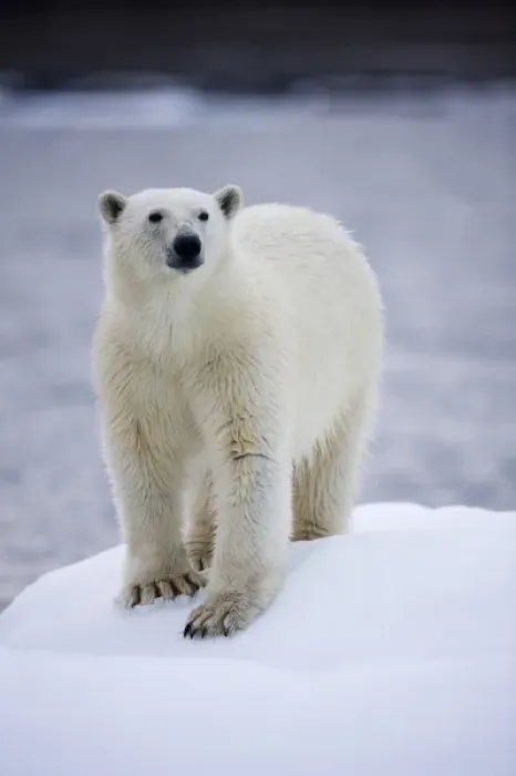 Framed Print : Norway, Svalbard, Polar Bear (Ursus maritimus) walking on iceberg near Half Moon