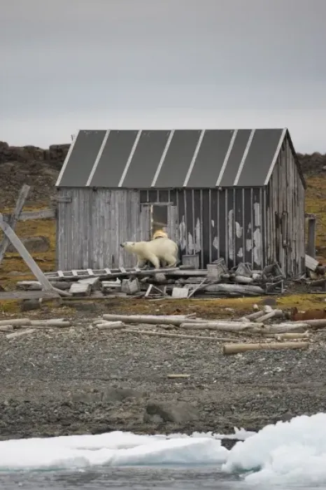 Framed Print : Norway, Svalbard, Polar Bear (Ursus maritimus) walking around outside of trapper s Framed Print : Norway, Svalbard, Polar Bear (Ursus maritimus) walking around outside of trapper s