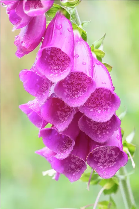 Framed Print : Norway, Svalbard. Purple foxglove flowers close-up. ©Don Grall / Jaynes Gallery / DanitaDelimont.com Framed Print : Norway, Svalbard. Purple foxglove flowers close-up. ©Don Grall / Jaynes Gallery / DanitaDelimont.com