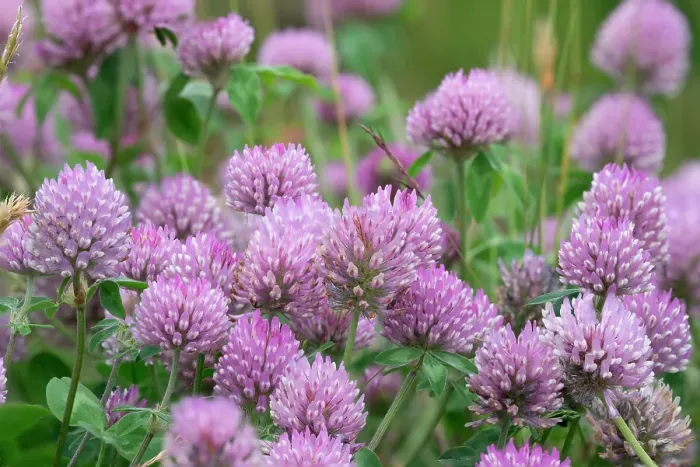 Framed Print : Norway, Svalbard. Red clover in bloom. ©Don Grall  /  Jaynes Gallery  /  DanitaDelimont.com