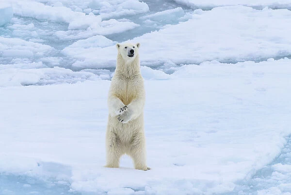 Norway, Svalbard. Sea ice edge, 82 degrees North, polar bear stands up