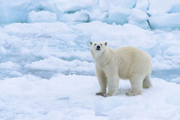 Norway, Svalbard. Sea ice edge, 82 degrees North, polar bear casting curious look