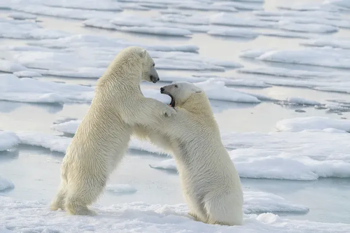 Framed Print : Norway, Svalbard. Sibling polar bear subadults play fighting on pack ice. ©Don Grall / Jaynes Gallery / DanitaDelimont.com Framed Print : Norway, Svalbard. Sibling polar bear subadults play fighting on pack ice. ©Don Grall / Jaynes Gallery / DanitaDelimont.com