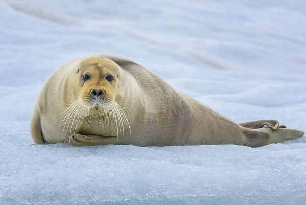 Norway, Svalbard, Spitsbergen. 14th July Glacier, young bearded seal hauled out on an iceberg